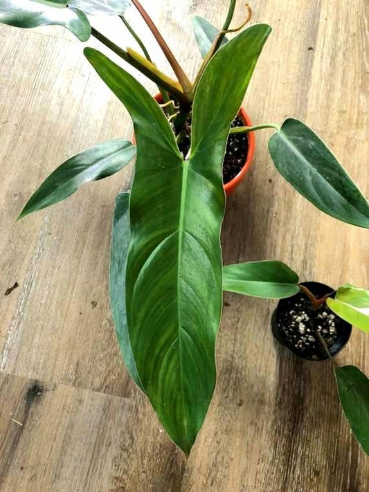 Philodendron Mexicanum