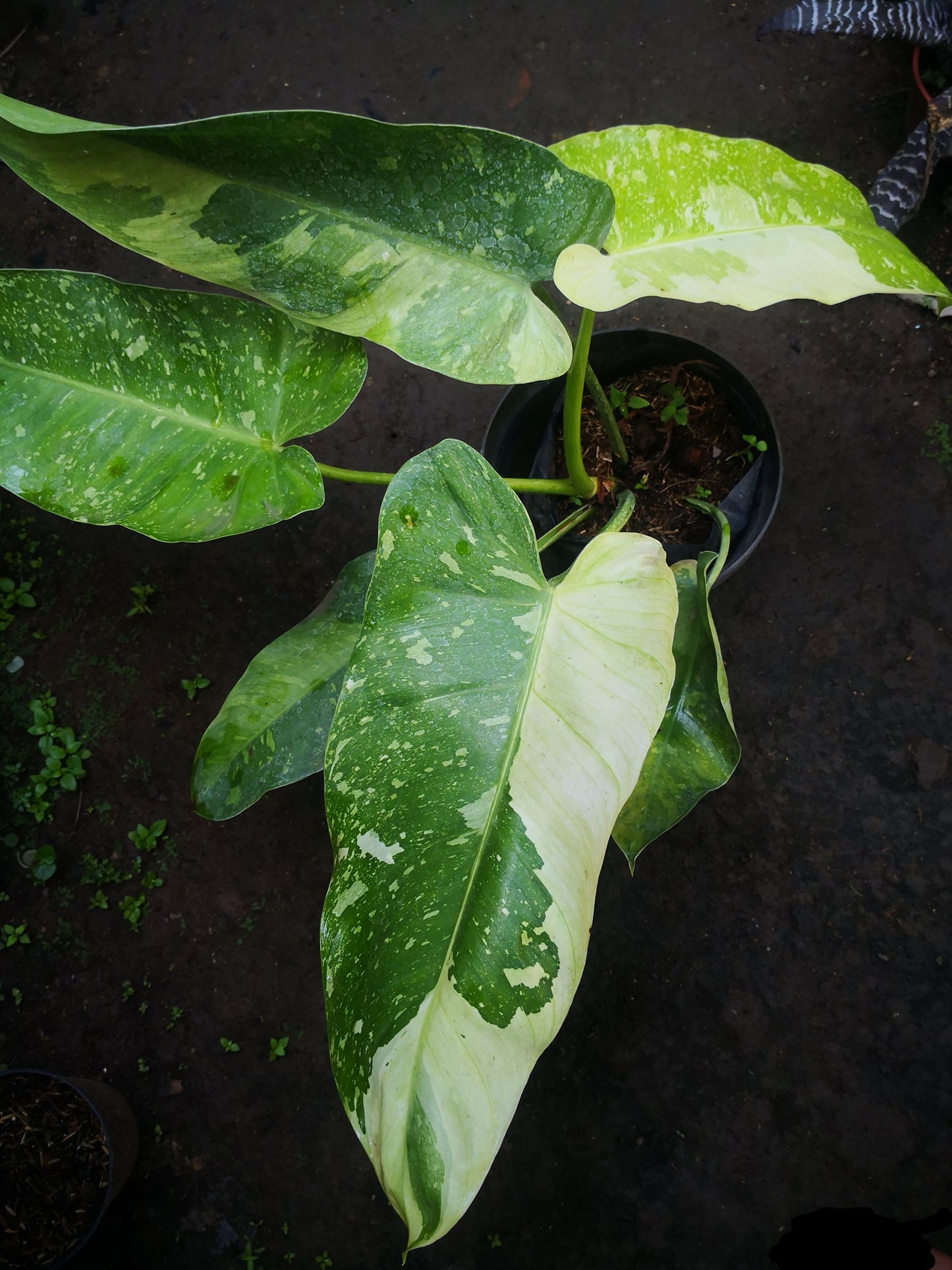 Philodendron Jose Buono 'Medium'