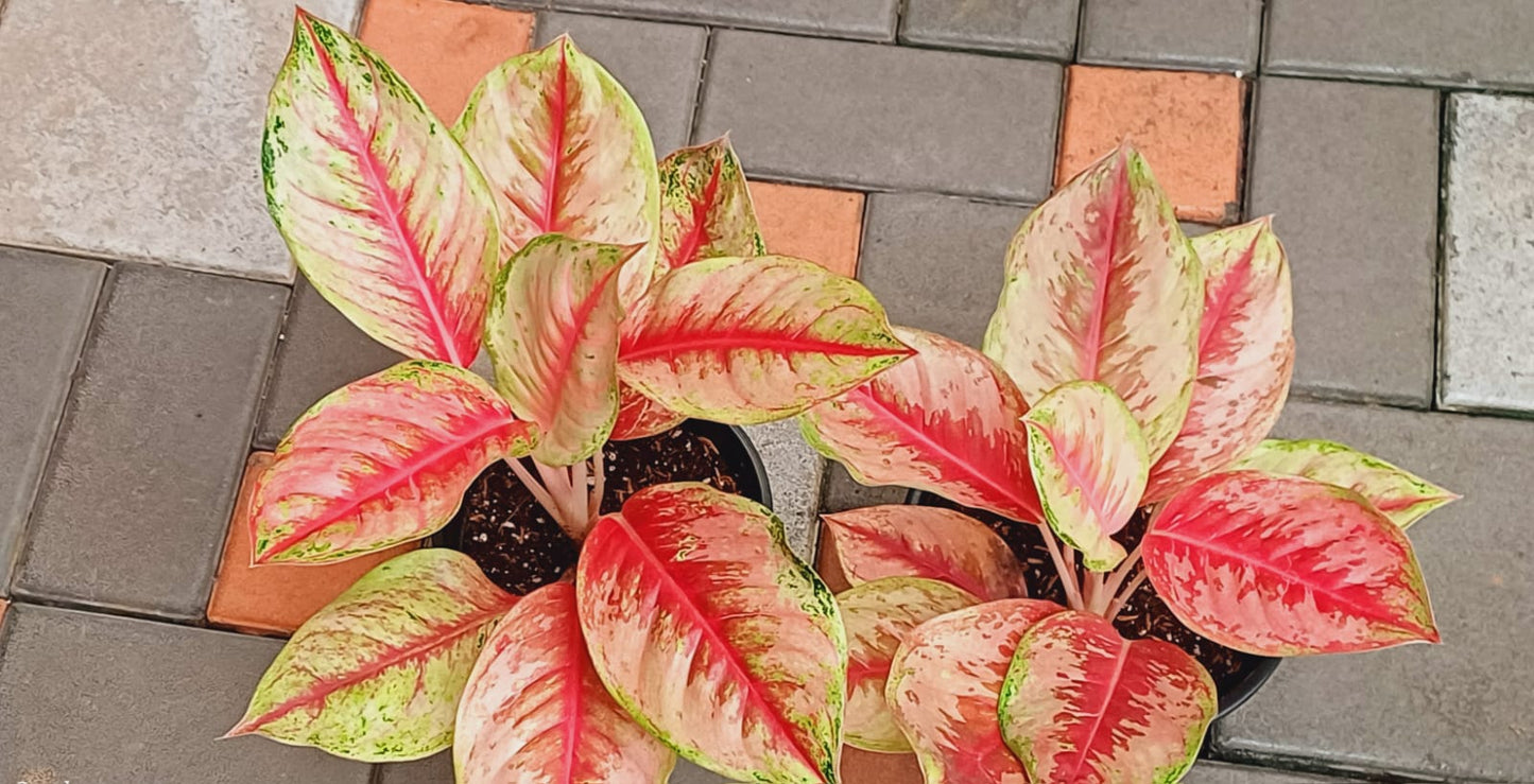 Aglaonema Red Carat