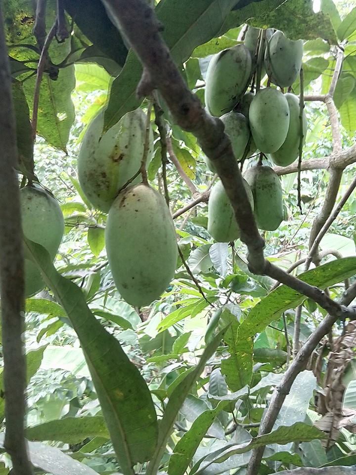 Kolomb Mango Exotic Fruit Plants