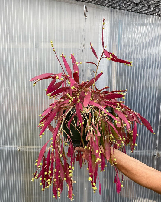 Rhipsalis Red / Pseudorhipsalis Ramulosa