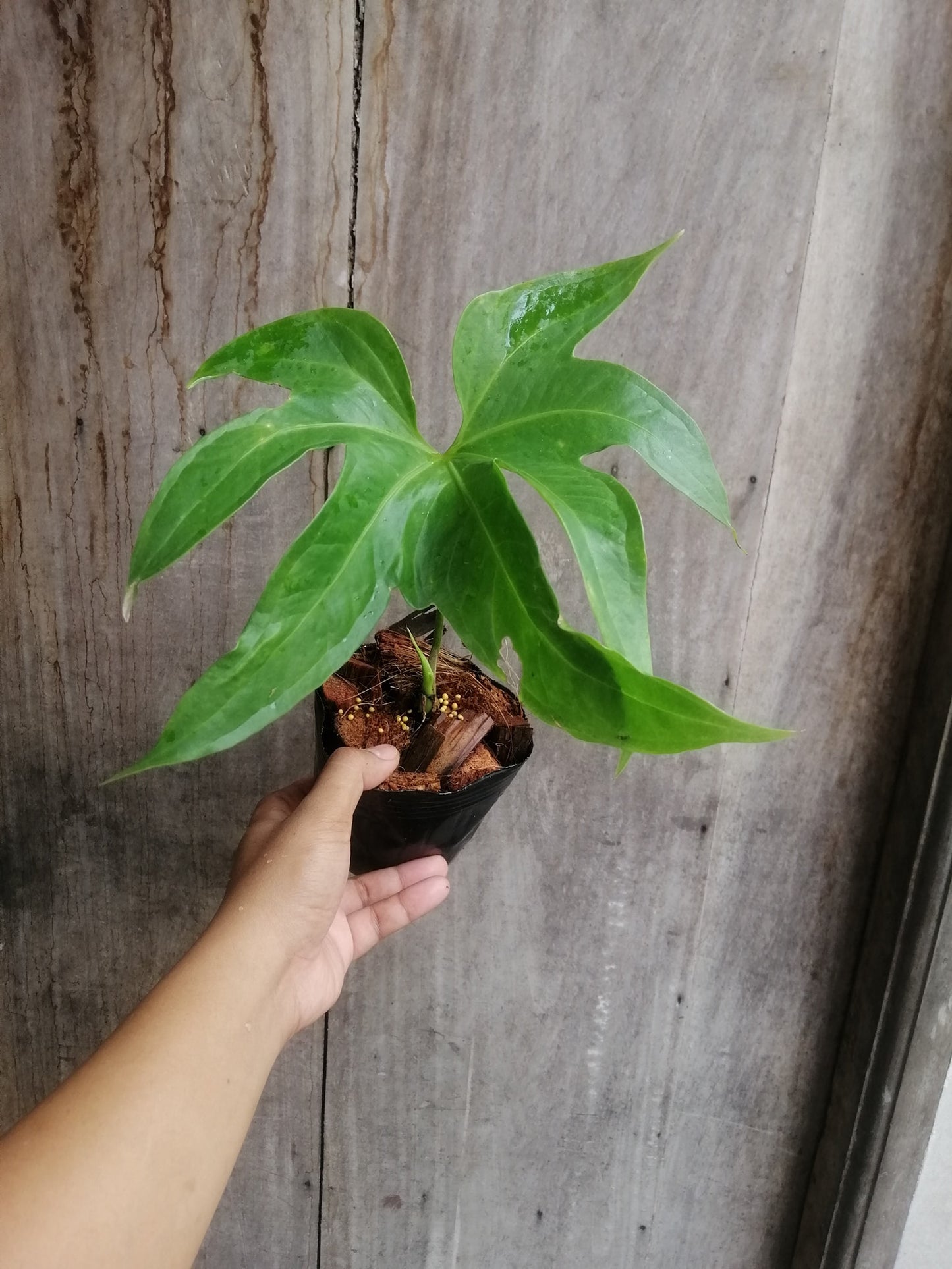 Anthurium Pedatoradiatum 'Juvenile'