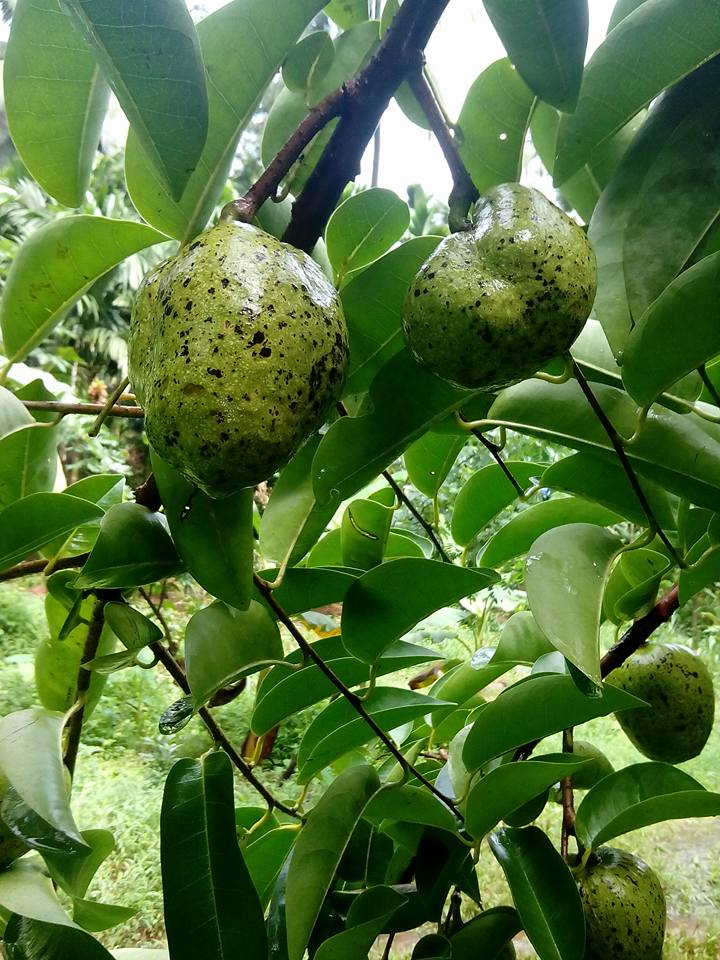 Pond Apple Exotic Fruit Plants (Annona Glabra)