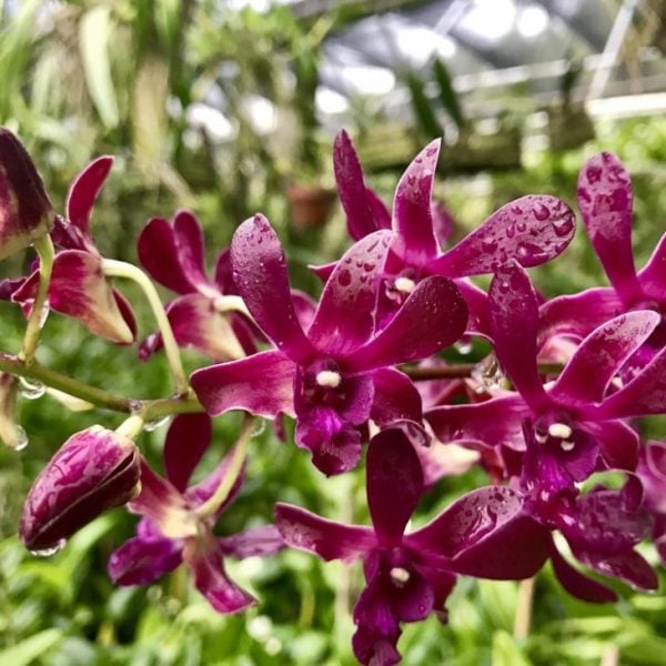 Dendrobium Caeser Red