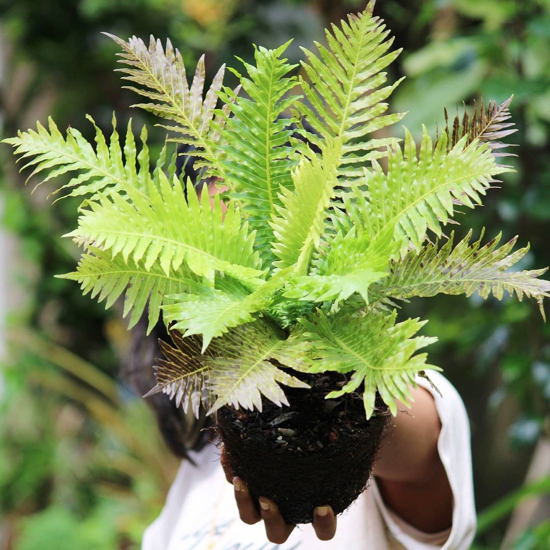 Tree Fern