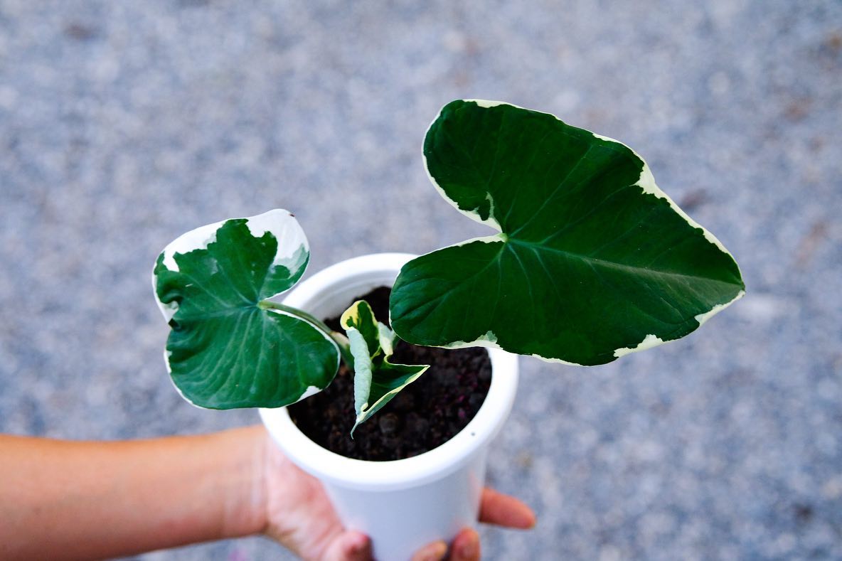 Alocasia Mickey Mouse