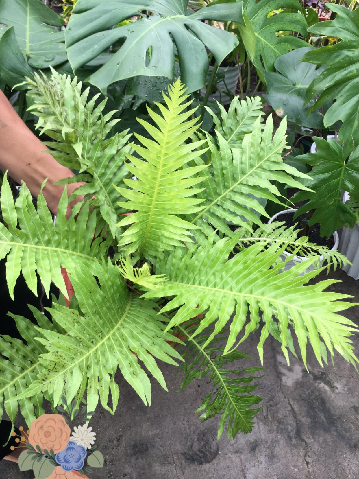 Tree Fern