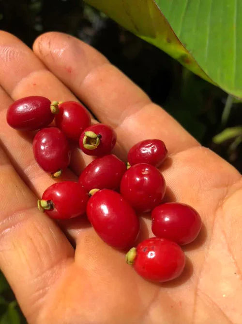 Pitanga de Perdiz Exotic Fruit Plants(Eugenia Observa)