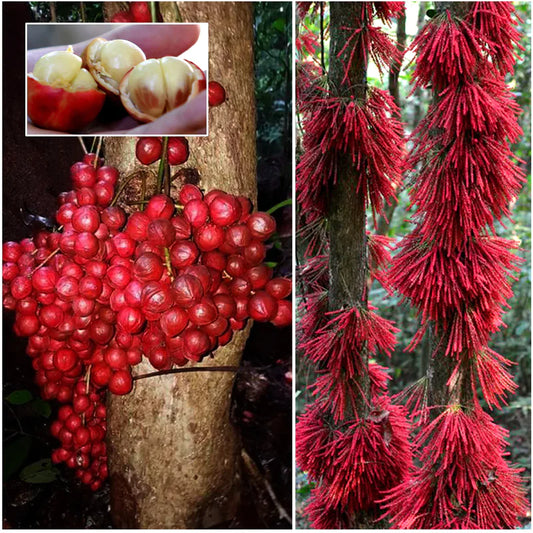 Mooty Exotic Fruit Plants (Baccaurea Courtallensis)