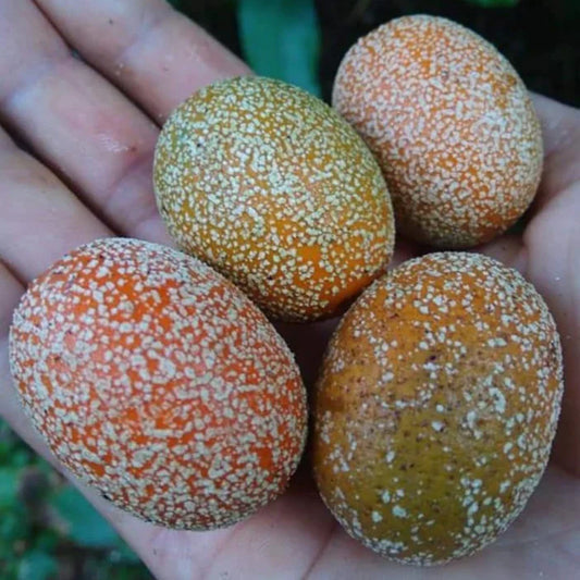 Madhubilata Exotic Fruit Plants (Stixis Suaveolens)