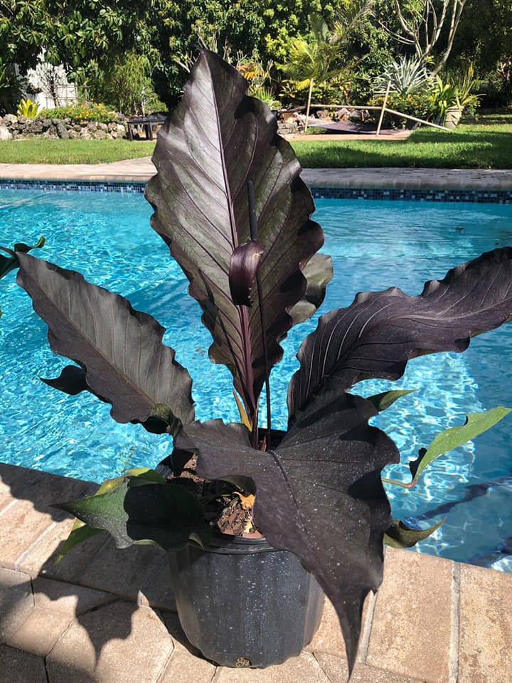 Anthurium Black Dragon