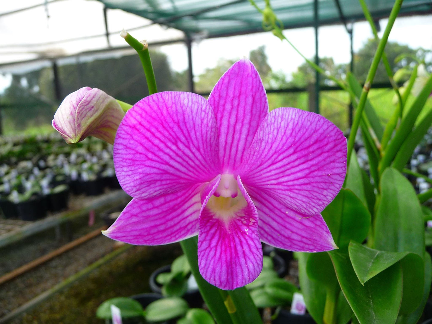 Dendrobium Linna Pink Stripe