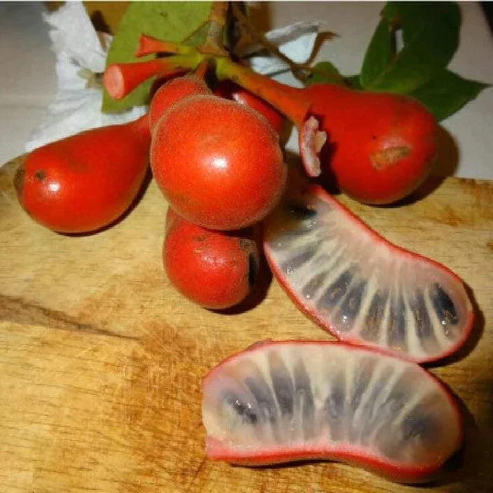 Dunal Exotic Fruit Plant (Uvaria Rufa)