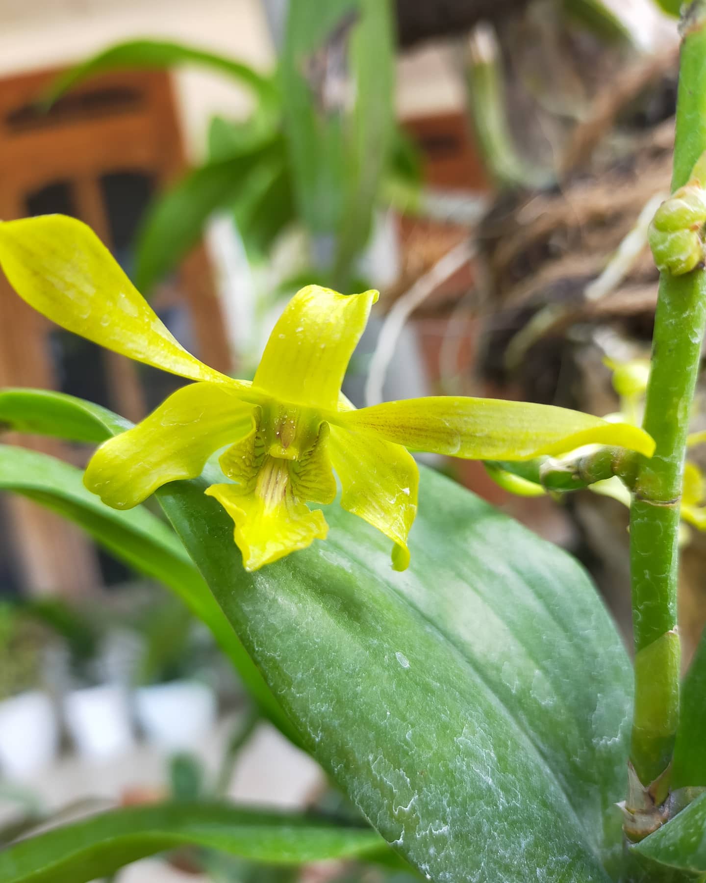 Dendrobium Caesar Green