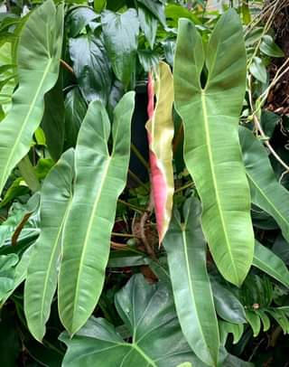 Philodendron Atabapoense