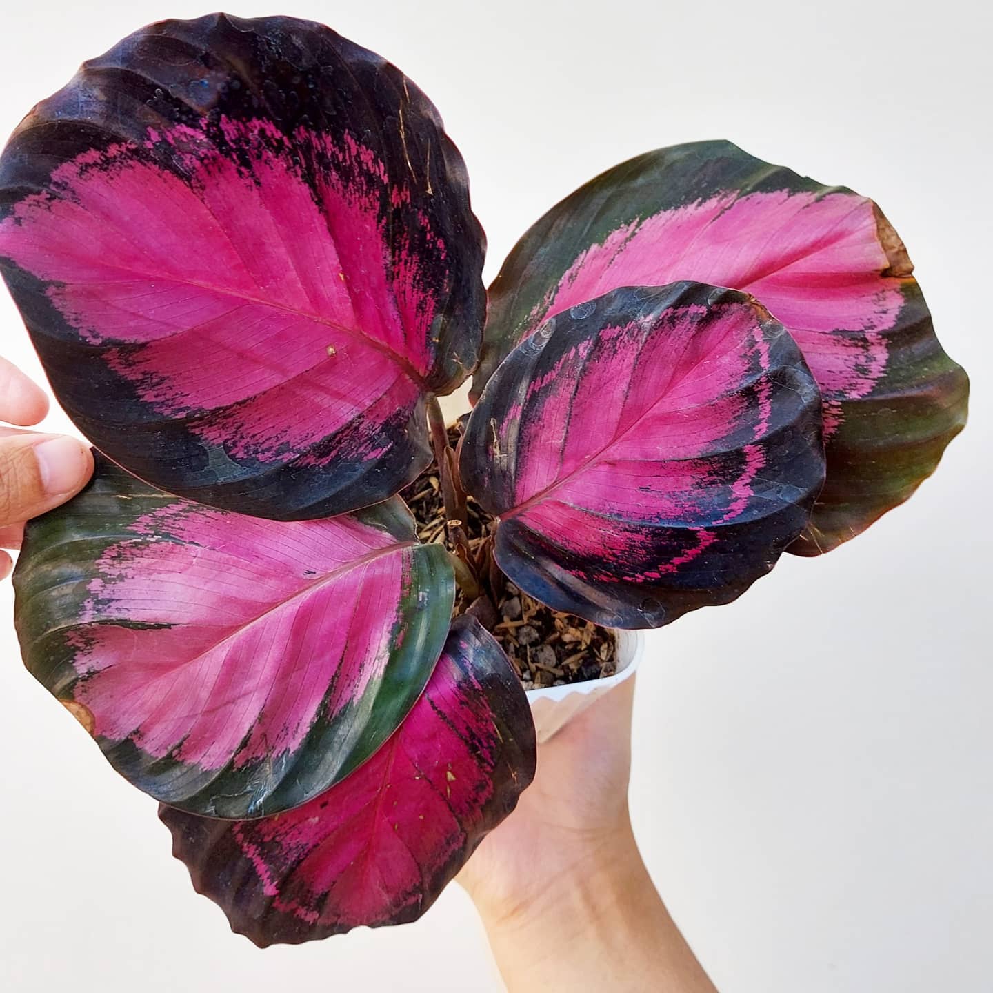 Calathea Picturata Crimson