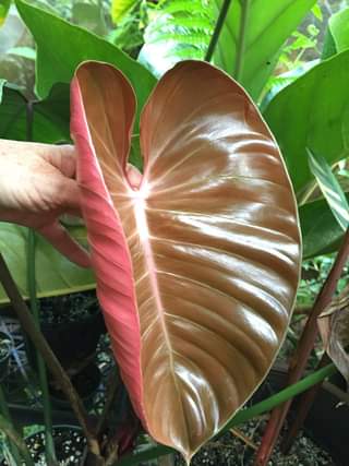 Philodendron Lynamii