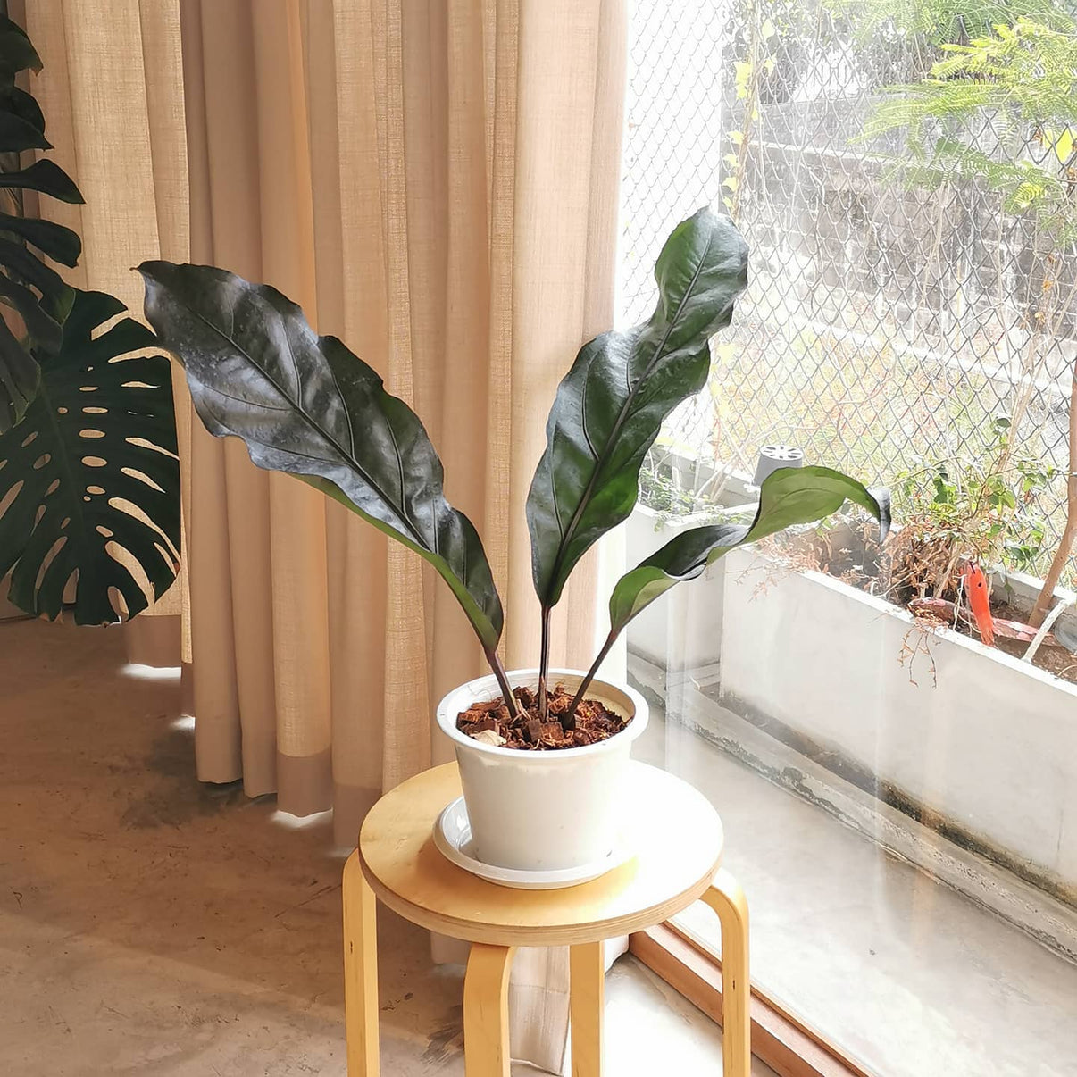 Anthurium Black Dragon Growcerys