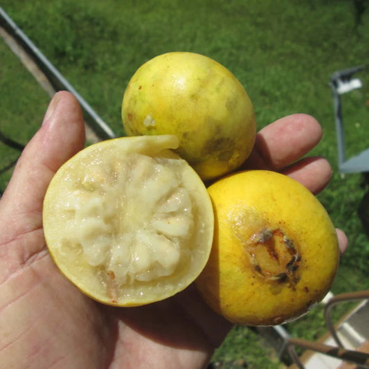 Brazilian Perfumed Guava Exotic Fruit Plant (Psidium acutangulum)