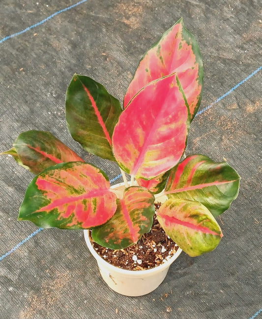 Aglaonema Brave Heart