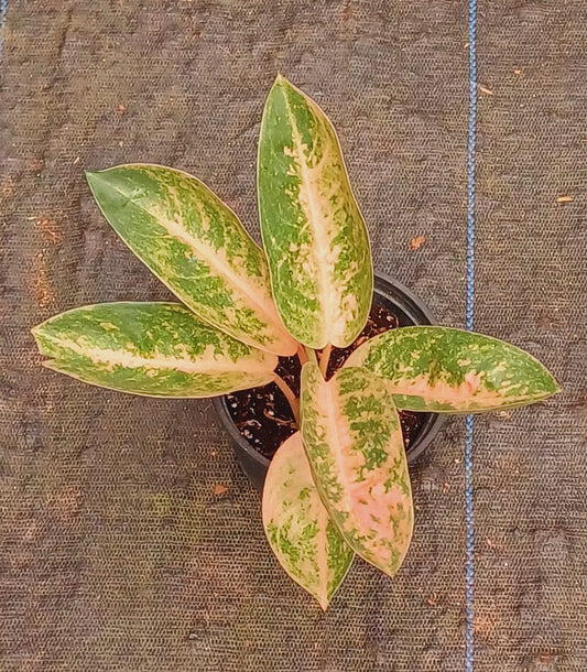 Aglaonema Peach Banana