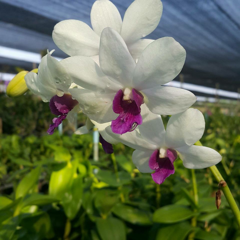 Dendrobium Charming White