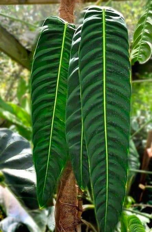 Philodendron Patriciae