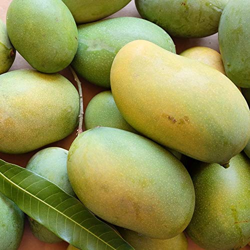 Cheruku Rasalu Mango Grafted Exotic Fruit Plant