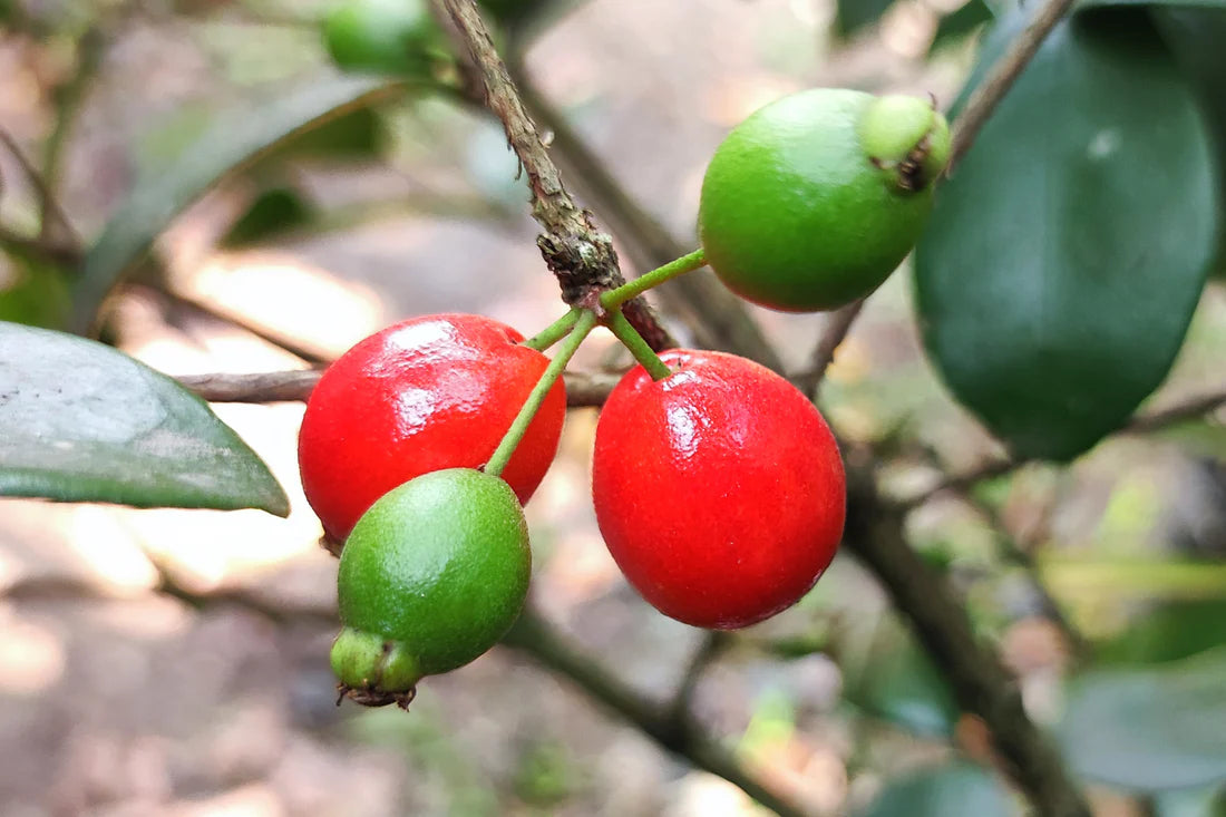 Cedar Bay Cherry Exotic Fruit Plants (Eugenia Reinwardtiana)