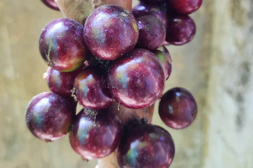 Jaboticaba Red hybrid Exotic Fruit Plants