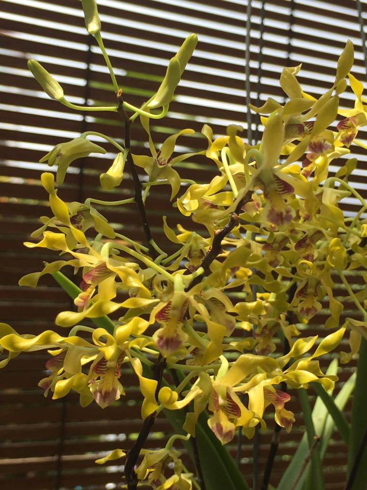 Dendrobium Gold Mine