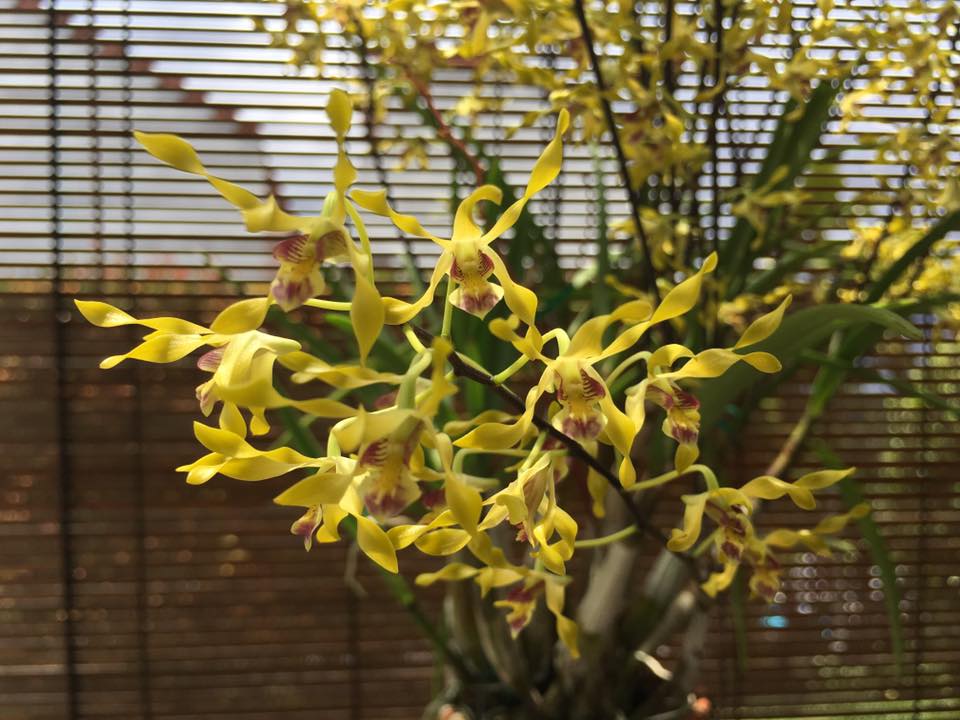 Dendrobium Gold Mine