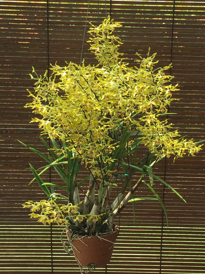 Dendrobium Gold Mine