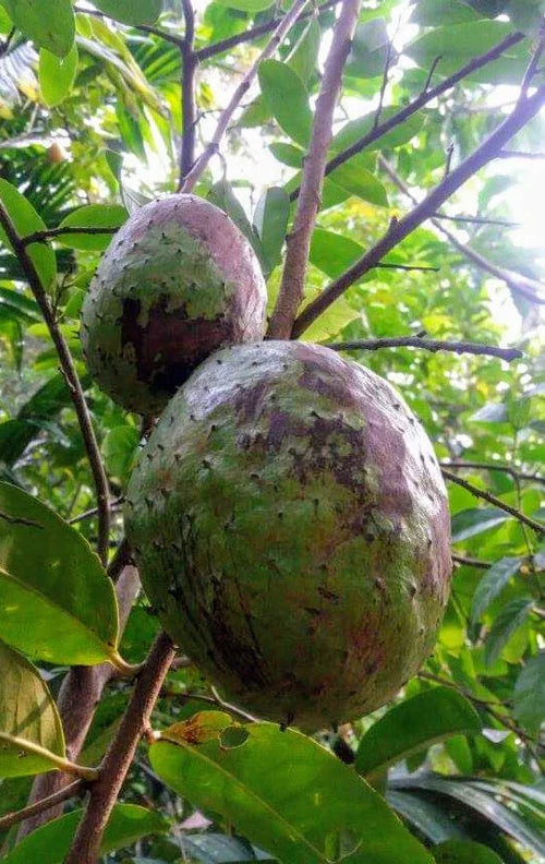 Mountain Soursop Exotic Fruit Plants (Annona Montana)