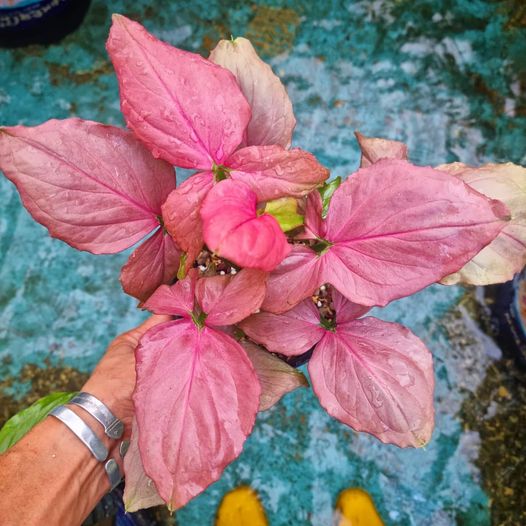 Syngonium Podophyllum Pink Perfection