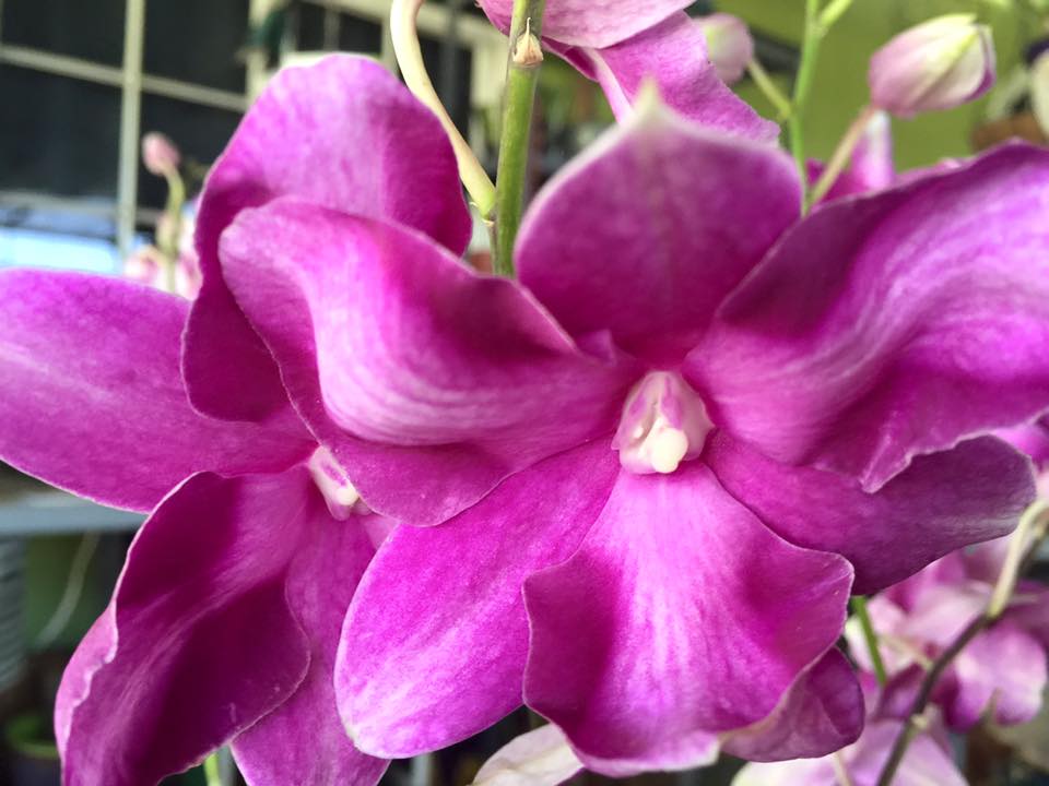 Dendrobium Starfish