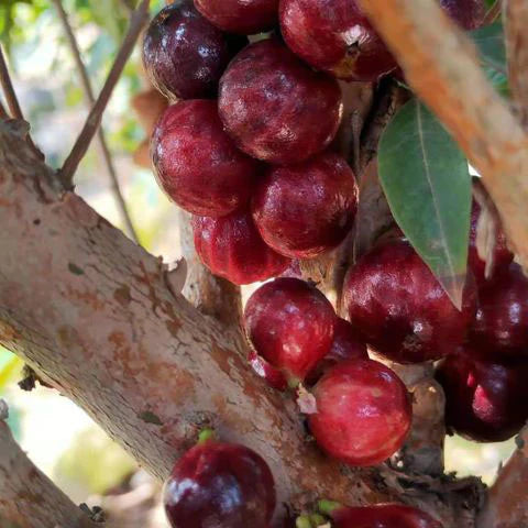 Red Lantern Jaboticaba Exotic Fruit Plants(Plinia Phitrantha Red Lantern)