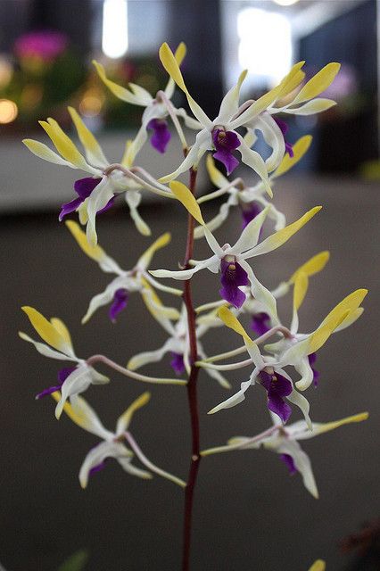 Dendrobium Arowana