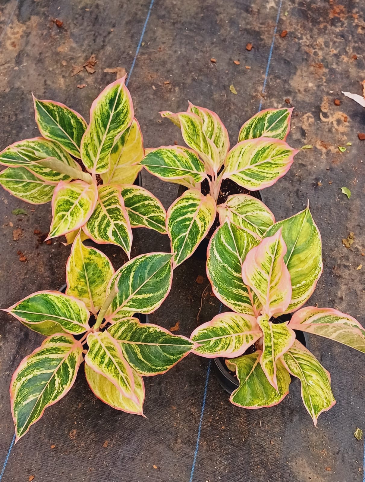 Aglaonema Pink Pie