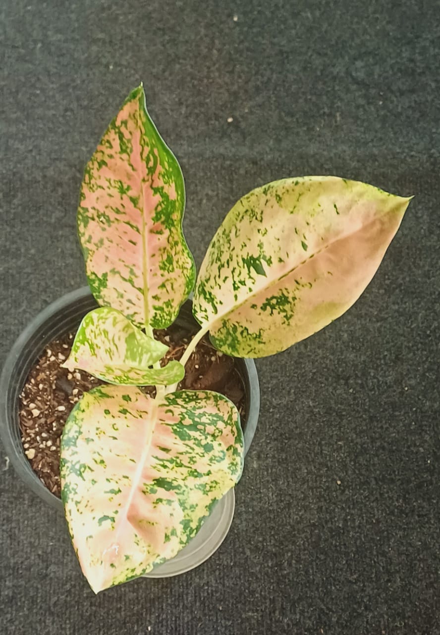 Aglaonema Cochin Georgeous