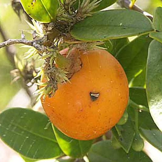 Cuban Mangosteen Exotic Fruit Plant (Garcinia Aristata)