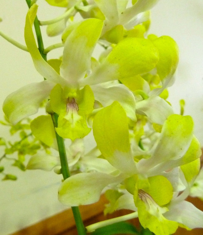 Dendrobium Airy Alowana