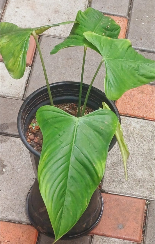 Philodendron Sharonea Goat