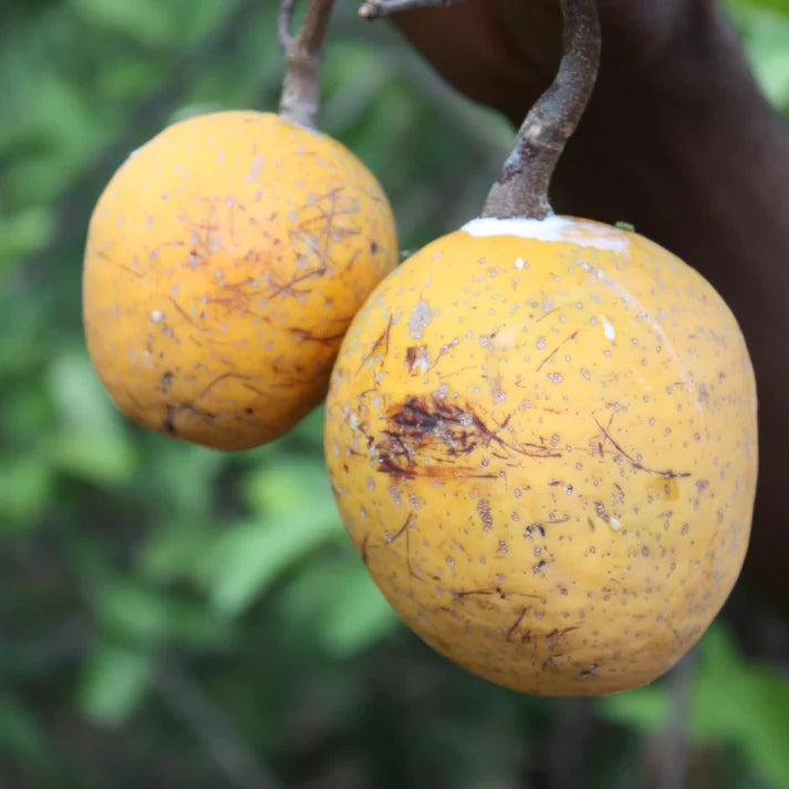 Madd Exotic Fruit Plants (Saba Senegalensis)