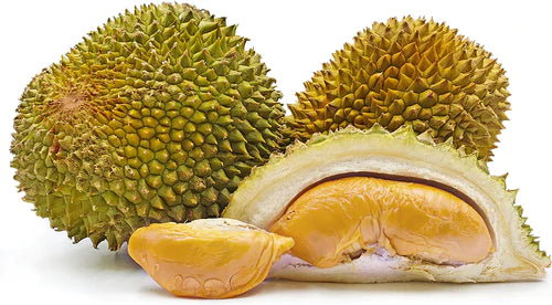 Durian Grafted Exotic Fruit Plant D24 (sultan)