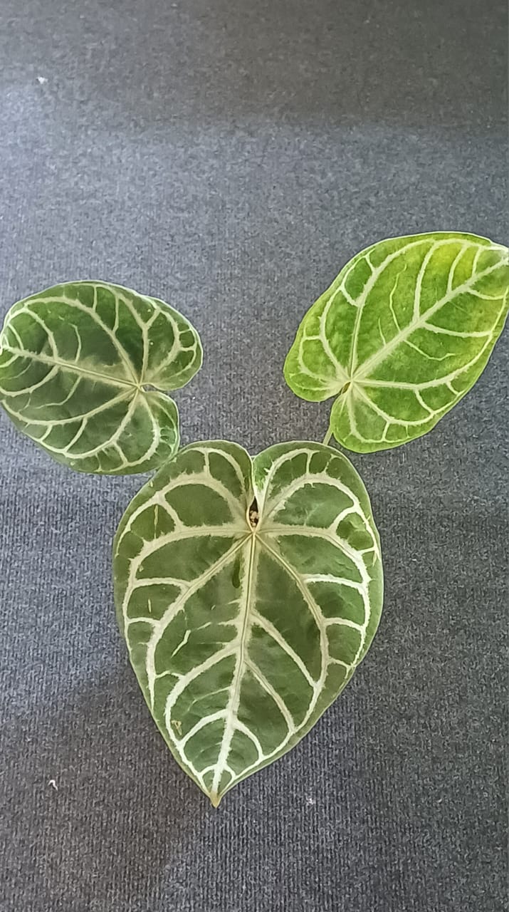 Anthurium Red Crystallinum  × Dock Block