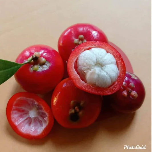 Lanceleaf Garcinia Exotic Fruit Plants (Garcinia gracilis)