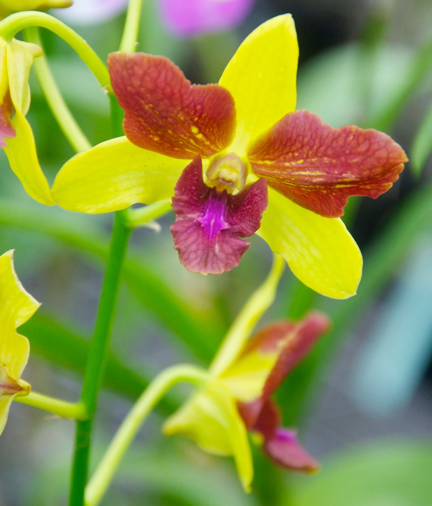 Dendrobium Thong Chai Gold Three Lips