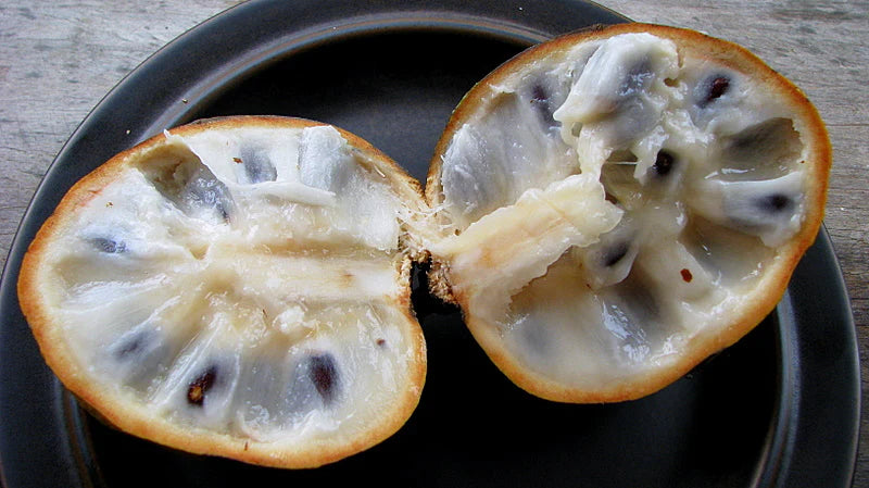 Beach Sugar Apple Exotic Fruit Plants (Annona Salzmannii)