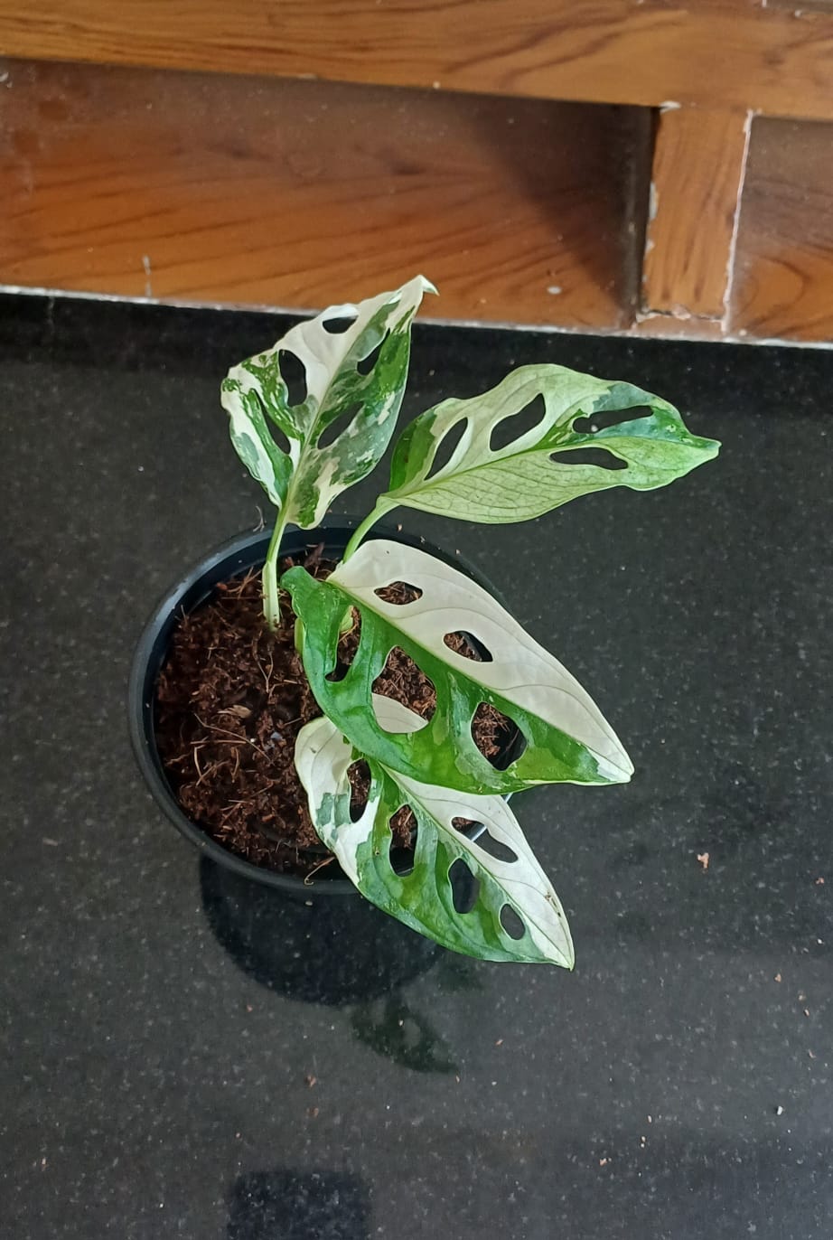 Monstera Adansonii Albo Variegated